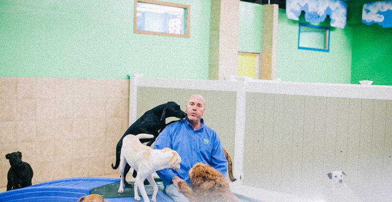 hounds town usa doggie care go pet vacation pet sitting