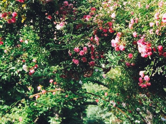 Garden Long Island House Reserve Flowers park New York Greenery Art Sculptures Meditation