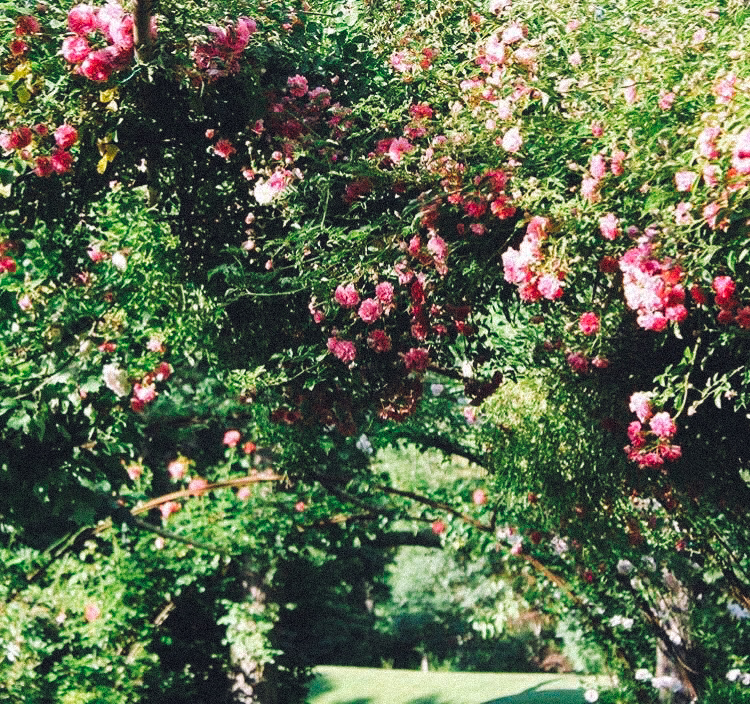 Garden Long Island House Reserve Flowers park New York Greenery Art Sculptures Meditation